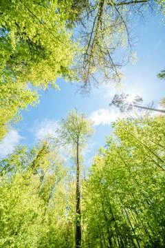 Observing the sun peeking through the trees in a forest is a serene experienc Stock Photos
