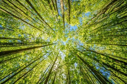Observing the sun peeking through the trees in a forest is a serene experienc Foto stock