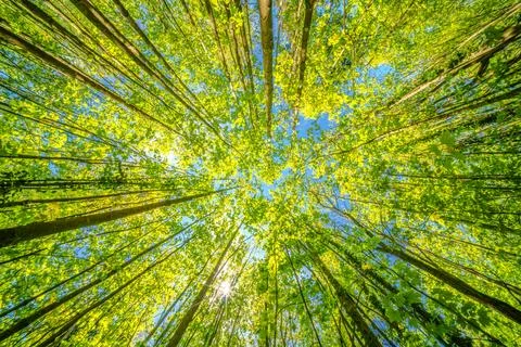 Observing the sun peeking through the trees in a forest is a serene experienc Stock Photos