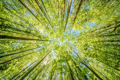 Observing the sun peeking through the trees in a forest is a serene experienc Stock Photos