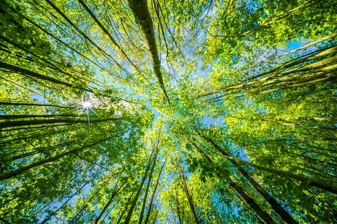 Observing the sun peeking through the trees in a forest is a serene experienc Stock Photos