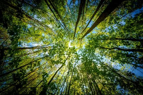 Observing the sun peeking through the trees in a forest is a serene experienc Stock Photos