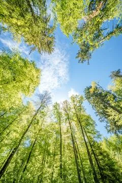 Observing the sun peeking through the trees in a forest is a serene experienc Stock Photos