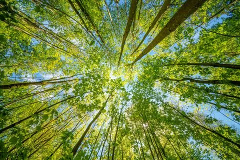 Observing the sun peeking through the trees in a forest is a serene experienc Stock Photos