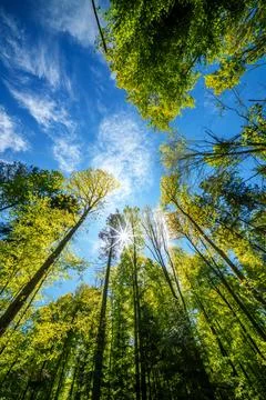Observing the sun peeking through the trees in a forest is a serene experienc Stock Photos