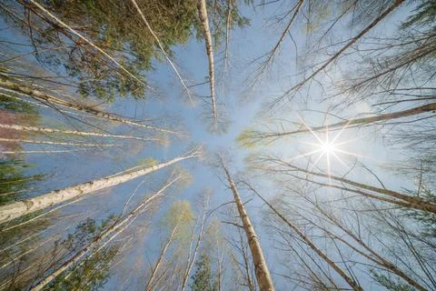 Observing the sun peeking through the trees in a forest Stock Photos