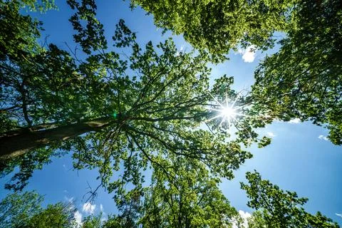 Observing the sun shining through the trees in a lush forest, sustainability Stock Photos