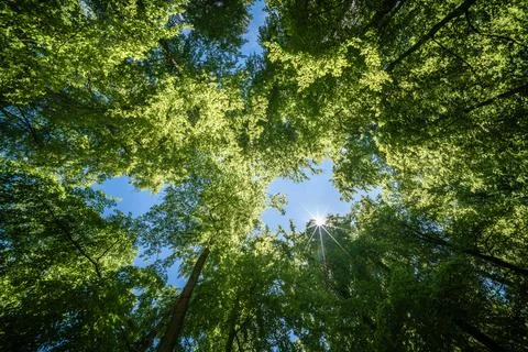 Observing the sun shining through the trees in a lush forest, sustainability Stock Photos