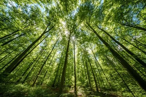 Observing the sun shining through the trees in a lush forest, sustainability Stock Photos