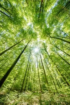 Observing the sun shining through the trees in a lush forest, sustainability Stock Photos