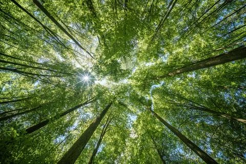 Observing the sun shining through the trees in a lush forest, sustainability Stock Photos