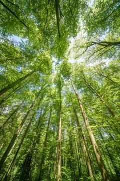 Observing the sun shining through the trees in a lush forest, sustainability Stock Photos