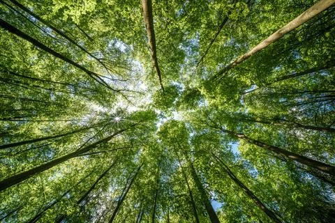 Observing the sun shining through the trees in a lush forest, sustainability Stock Photos