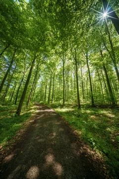 Observing the sun shining through the trees and a path in a lush forest, su.. Stock Photos