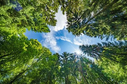 Observing the sun shining through the trees in a lush forest, sustainability Stock Photos