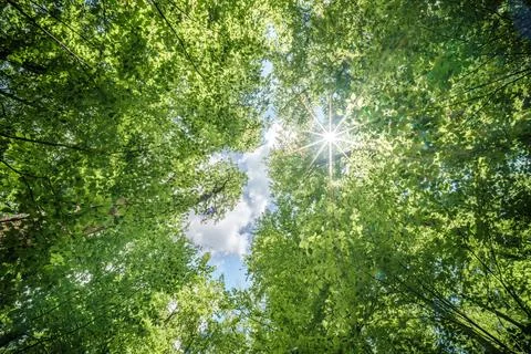 Observing the sun shining through the trees in a lush forest, sustainability Stock Photos