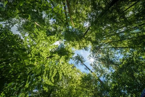 Observing the sun shining through the trees in a lush forest, sustainability Stock Photos