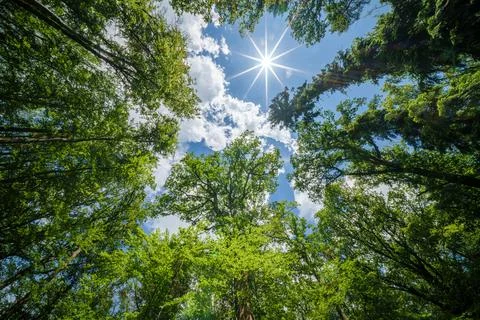Observing the sun shining through the trees in a lush forest, sustainability Stock Photos
