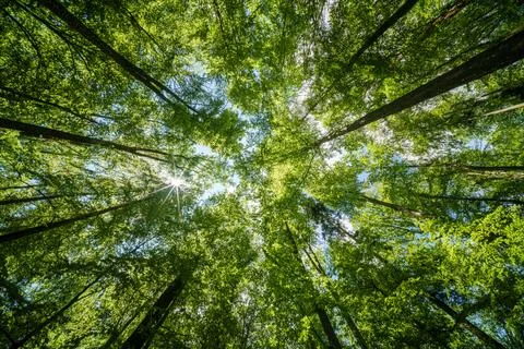 Observing the sun shining through the trees in a lush forest, sustainability Stock Photos