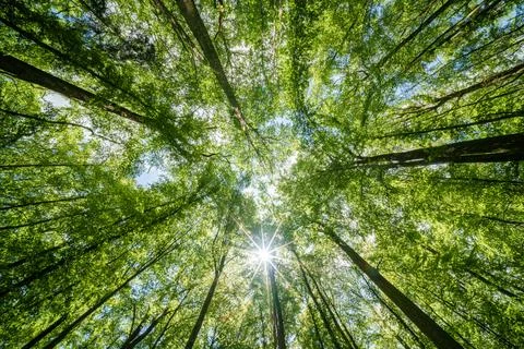 Observing the sun shining through the trees in a lush forest, sustainability Stock Photos