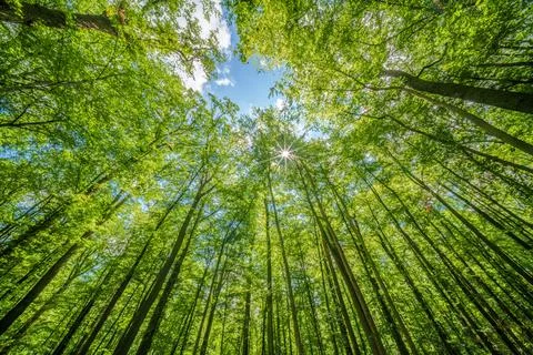 Observing the sun shining through the trees in a lush forest, sustainability Stock Photos