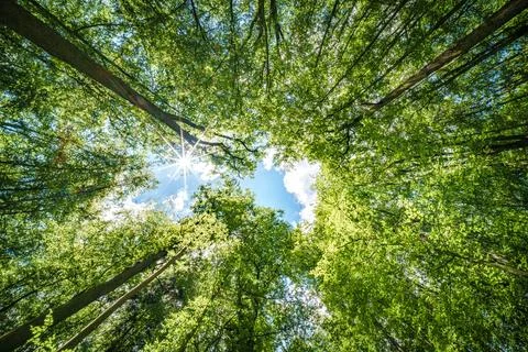 Observing the sun shining through the trees in a lush forest, sustainability Stock Photos