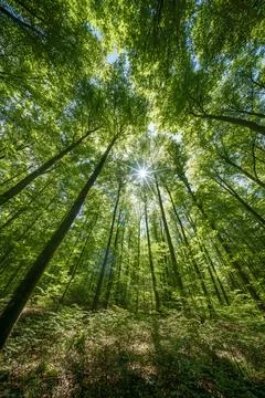 Observing the sun shining through the trees in a lush forest, sustainability Stock Photos