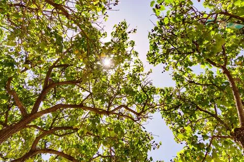 Observing the sun through the trees branches on a clear day Stock Photos