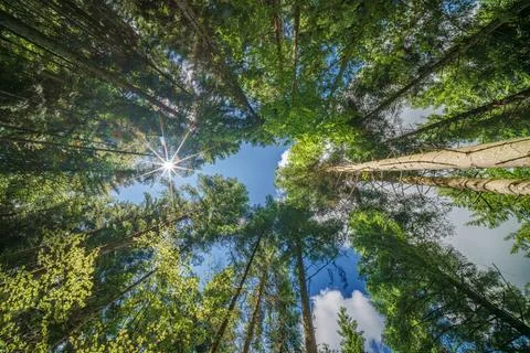 Observing the sunlight filtering through the trees in a lush forest Foto stock
