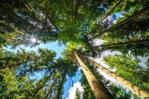 Observing the sunlight filtering through the trees in a lush forest Stock Photos
