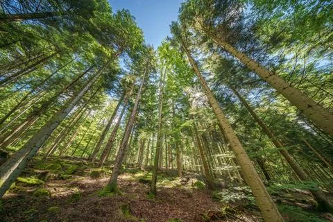 Observing the sunlight filtering through the trees in a lush forest Stock Photos