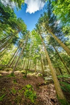 Observing the sunlight filtering through the trees in a lush forest Stock Photos