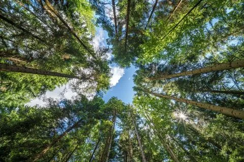 Observing the sunlight filtering through the trees in a lush forest Stock Photos