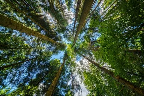 Observing the sunlight filtering through the trees in a lush forest Stock Photos