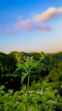 Observing the sunlight filtering through the trees in a forest, surrounded .. Stock Photos