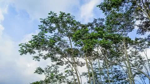 Observing the sunlight filtering through the trees in a forest Stock Photos
