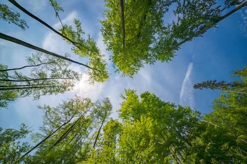 Observing the sunlight peeking through forest canopy of trees,sustainability Stock Photos
