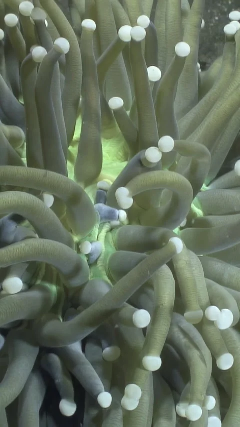Observing Torch Coral Tentacles Under Water, Displaying Beautiful Polyps Video stock 326367648