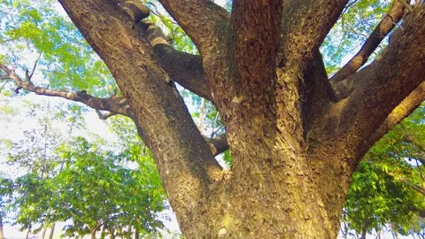 Observing tree crowns from the ground. Stock Footage 150342722