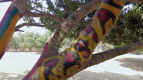Observing tree crowns from the ground. Rastafari paint on the bark. Stock Footage