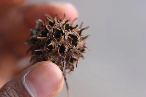 Observing Tree Seed Stock Photos
