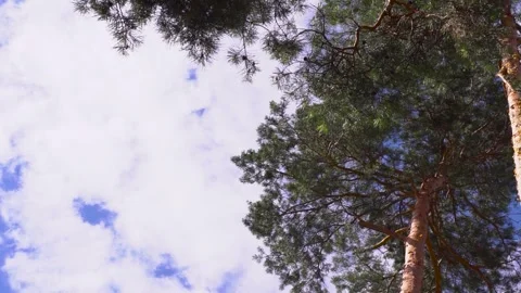 Observing a tree under an electric blue sky with fluffy cumulus clouds Stock Footage 274572464