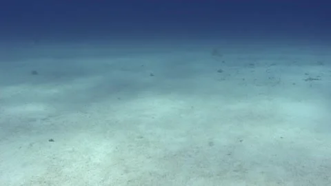 Observing Underwater Life in a Sandy Ocean Environment 動画素材 344456229