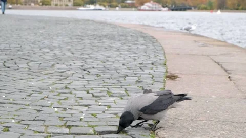 Observing Urban Crows Foraging on a Cobblestone Riverbank Frames Capture Stock Footage 276599595