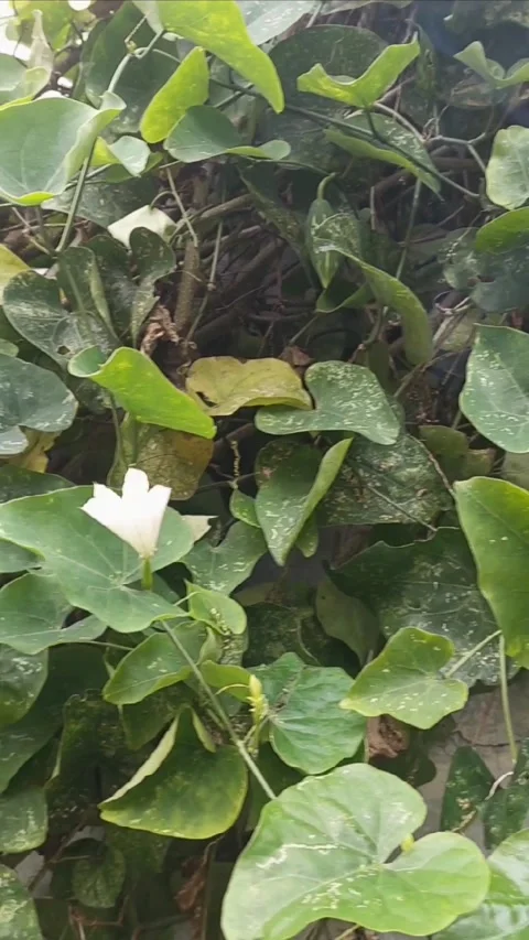 Observing Wall Garden, Vertical Stock Footage 297607539