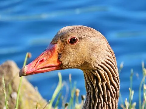 Observing the Water Stock Photos