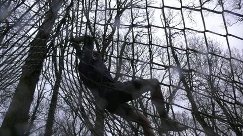 An obstacle course racer climbs over a cargo net Stock Footage 112003399