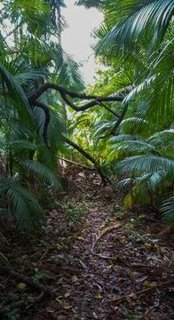 Obstacle on the forest path Stock Photos