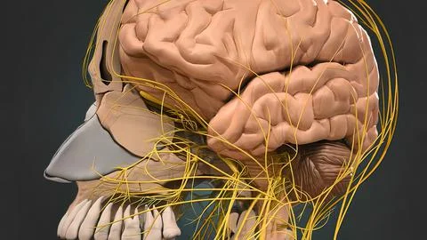 Obstruction of the vessels of the brain 스톡 일러스트
