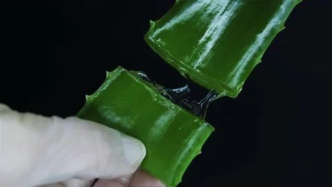 Obtaining aloe extract. Stock Footage 153743845